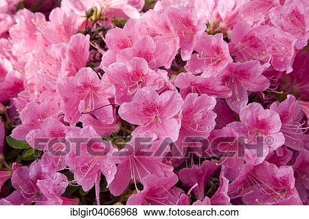 "Pink blooming Rhododendron (Rhododendron sp. ), Saxony, Germany, Europe" View Large Photo Image Stock Photo - "Pink blooming Rhododendron (Rhododendron sp. ), Saxony, Germany, Europe". Fotosearch