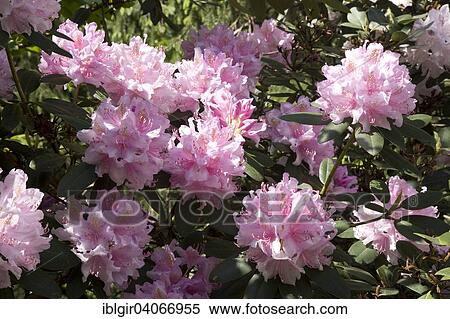"Pink blooming Rhododendron (Rhododendron sp. ), Saxony, Germany, Europe" View Large Photo Image Stock Photography - "Pink blooming Rhododendron (Rhododendron sp. ), Saxony, Germany, Europe". Fotosearch