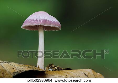 "Pink Bonnet (Mycena rosella), fruiting body, growing amongst leaf litter, Clumber Park, Nottinghamshire, England, United Kingdom, Europe" View Large Photo Image Picture - "Pink Bonnet (Mycena rosella), fruiting body, growing amongst leaf litter, Clumber Park, Nottinghamshire, England, United Kingdom, Europe". Fotosearch