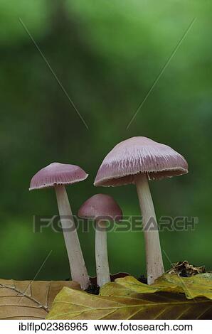 "Pink Bonnet (Mycena rosella), three fruiting bodies, growing amongst leaf litter, Clumber Park, Nottinghamshire, England, United Kingdom, Europe" View Large Photo Image Stock Photography - "Pink Bonnet (Mycena rosella), three fruiting bodies, growing amongst leaf litter, Clumber Park, Nottinghamshire, England, United Kingdom, Europe". Fotosearch