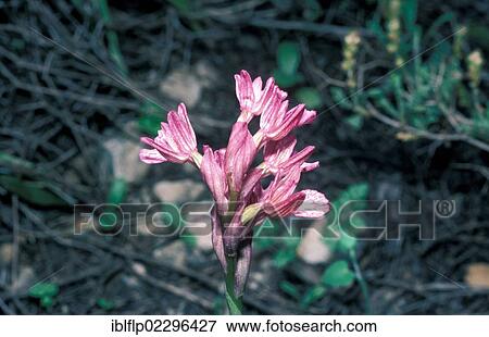 "Pink Butterfly Orchid (Orchis caspia), a nectarless orchid from Israel" View Large Photo Image Stock Photo - "Pink Butterfly Orchid (Orchis caspia), a nectarless orchid from Israel". Fotosearch