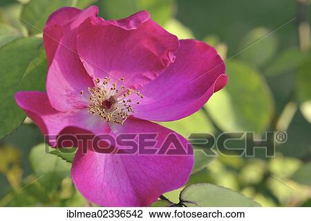 Pink Dog Rose (Rosa canina) View Large Photo Image Stock Image - Pink Dog Rose (Rosa canina). Fotosearch
