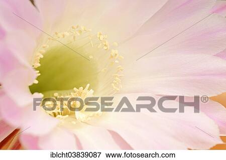 Stock Photo - "Pink Easter Lily Cactus (Echinopsis eyriesii), detailed view of a blossom, native to Argentina". Fotosearch