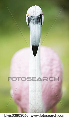 Pink flamingo garden ornament View Large Photo Image Stock Photograph - Pink flamingo garden ornament. Fotosearch