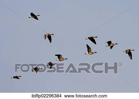 "Pink-footed Geese (Anser brachyrhynchus), winter flock flying over Deepdale Marsh, Brancaster, North Norfolk, England, United Kingdom, Europe" View Large Photo Image Picture - "Pink-footed Geese (Anser brachyrhynchus), winter flock flying over Deepdale Marsh, Brancaster, North Norfolk, England, United Kingdom, Europe". Fotosearch