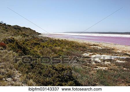 "Pink Lake, Port Gregory, Western Australia, Australia, Oceania" View Large Photo Image Stock Photo - "Pink Lake, Port Gregory, Western Australia, Australia, Oceania". Fotosearch