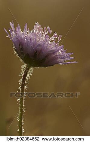 "Pink Mist (Scabiosa columbaria), Kassel, Hesse, Germany, Europe" View Large Photo Image Stock Image - "Pink Mist (Scabiosa columbaria), Kassel, Hesse, Germany, Europe". Fotosearch