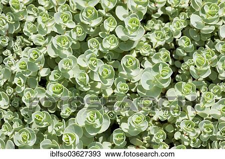 "Pink Mongolian Stonecrop (Sedum ewersii), garden plant, native in the Western Himalayas and Mongolia, Thuringia, Germany, Europe" View Large Photo Image Stock Image - "Pink Mongolian Stonecrop (Sedum ewersii), garden plant, native in the Western Himalayas and Mongolia, Thuringia, Germany, Europe". Fotosearch
