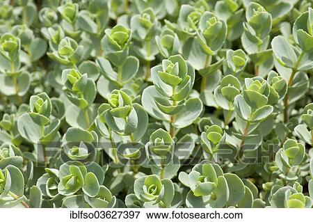 "Pink Mongolian Stonecrop (Sedum ewersii), garden plant, native in the Western Himalayas and Mongolia, Thuringia, Germany, Europe" View Large Photo Image Stock Photo - "Pink Mongolian Stonecrop (Sedum ewersii), garden plant, native in the Western Himalayas and Mongolia, Thuringia, Germany, Europe". Fotosearch