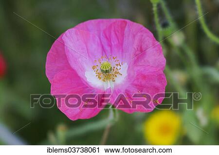 "Pink Poppy (Papaver sp. ), Mainau island, Lake Constanz, Baden-Wurttemberg, Germany, Europe" View Large Photo Image Stock Image - "Pink Poppy (Papaver sp. ), Mainau island, Lake Constanz, Baden-Wurttemberg, Germany, Europe". Fotosearch
