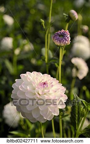 "Pink round Dahlia (Dahlia) """"Eveline""""" View Large Photo Image Stock Image - "Pink round Dahlia (Dahlia) """"Eveline""""". Fotosearch