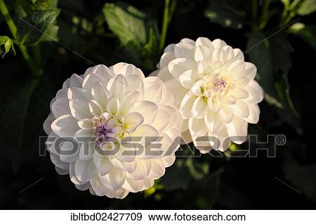 Stock Photo - "Pink round Dahlia (Dahlia) """"Eveline""""". Fotosearch