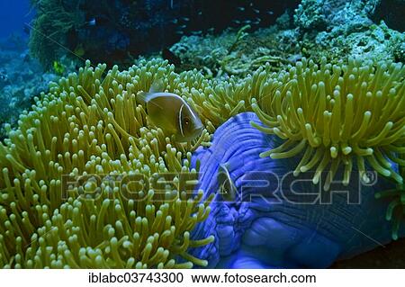 "Pink Skunk Clownfish (Amphiprion perideraion) in a Magnificent Sea Anemone or Ritteri Anemone (Heteractis magnifica), Raja Ampat, West Papua, Indonesia, Asia" View Large Photo Image Stock Image - "Pink Skunk Clownfish (Amphiprion perideraion) in a Magnificent Sea Anemone or Ritteri Anemone (Heteractis magnifica), Raja Ampat, West Papua, Indonesia, Asia". Fotosearch