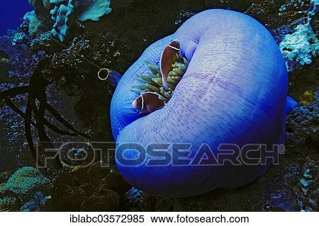 "Pink skunk clownfish (Amphiprion perideraion) in Magnificent Sea Anemone (Heteractis magnifica), Raja Ampat, West Papua, Indonesia, Asia" View Large Photo Image Stock Photography - "Pink skunk clownfish (Amphiprion perideraion) in Magnificent Sea Anemone (Heteractis magnifica), Raja Ampat, West Papua, Indonesia, Asia". Fotosearch