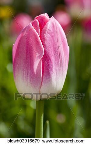 "Pink Tulip (Tulipa), flower" View Large Photo Image Stock Photo - "Pink Tulip (Tulipa), flower". Fotosearch