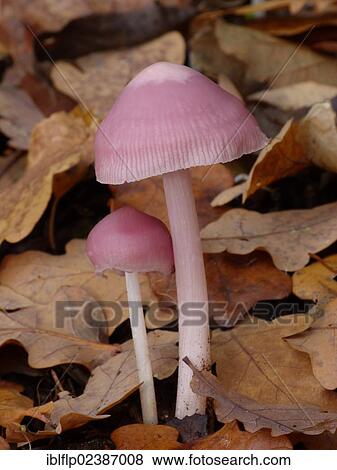 "Pink Waxcap (Hygrocybe calyptriformis), fruiting bodies, growing amongst Common Oak (Quercus robur), leaf litter on woodland floor, Leicestershire, England, United Kingdom, Europe" View Large Photo Image Stock Photo - "Pink Waxcap (Hygrocybe calyptriformis), fruiting bodies, growing amongst Common Oak (Quercus robur), leaf litter on woodland floor, Leicestershire, England, United Kingdom, Europe". Fotosearch