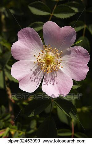 Stock Photo - "Pink wild rose flower (Rosa sp. ), Brac island, Croatia, Europe". Fotosearch