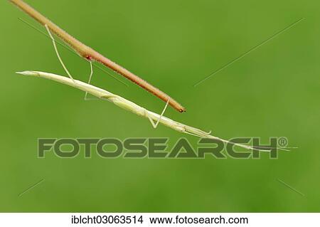 "Pink-winged stick insect (Sipyloidea sipylus), occurrence in Southeast Asia, captive, Bergkamen, North Rhine-Westphalia, Germany, Europe" View Large Photo Image Picture - "Pink-winged stick insect (Sipyloidea sipylus), occurrence in Southeast Asia, captive, Bergkamen, North Rhine-Westphalia, Germany, Europe". Fotosearch