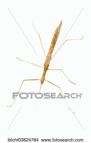 "Pink Winged Stick Insect (Sipyloidea sipylus), native to Southeast Asia, captive" View Large Photo Image Picture - "Pink Winged Stick Insect (Sipyloidea sipylus), native to Southeast Asia, captive". Fotosearch