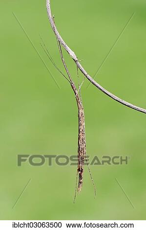 Stock Image - "Pink-winged stick insect (Sipyloidea sipylus), occurrence in Southeast Asia, captive, Bergkamen, North Rhine-Westphalia, Germany, Europe". Fotosearch