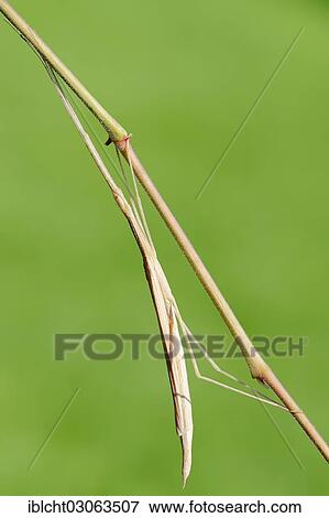 "Pink-winged stick insect (Sipyloidea sipylus), occurrence in Southeast Asia, captive, Bergkamen, North Rhine-Westphalia, Germany, Europe" View Large Photo Image Stock Photo - "Pink-winged stick insect (Sipyloidea sipylus), occurrence in Southeast Asia, captive, Bergkamen, North Rhine-Westphalia, Germany, Europe". Fotosearch