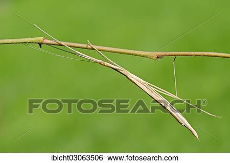 "Pink-winged stick insect (Sipyloidea sipylus), occurrence in Southeast Asia, captive, Bergkamen, North Rhine-Westphalia, Germany, Europe" View Large Photo Image Stock Photograph - "Pink-winged stick insect (Sipyloidea sipylus), occurrence in Southeast Asia, captive, Bergkamen, North Rhine-Westphalia, Germany, Europe". Fotosearch