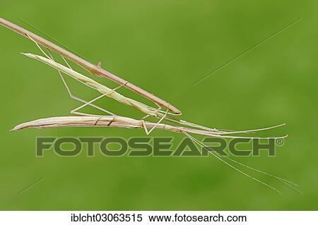 "Pink-winged stick insect (Sipyloidea sipylus), occurrence in Southeast Asia, captive, Bergkamen, North Rhine-Westphalia, Germany, Europe" View Large Photo Image Stock Photography - "Pink-winged stick insect (Sipyloidea sipylus), occurrence in Southeast Asia, captive, Bergkamen, North Rhine-Westphalia, Germany, Europe". Fotosearch