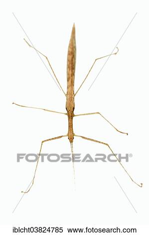 "Pink Winged Stick Insect (Sipyloidea sipylus), native to Southeast Asia, captive" View Large Photo Image Stock Photography - "Pink Winged Stick Insect (Sipyloidea sipylus), native to Southeast Asia, captive". Fotosearch