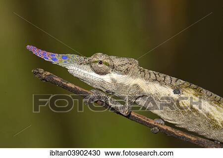 "Pinocchio-Chamaleon (Calumma gallus), Voimana, Madagascar, Africa" View Large Photo Image Stock Image - "Pinocchio-Chamaleon (Calumma gallus), Voimana, Madagascar, Africa". Fotosearch