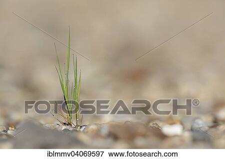 "Pioneer vegetation on the gravel bed of a river, individual blades of grass growing on the gravel, Middle Elbe Biosphere Reserve, Dessau-Rosslau, Saxony-Anhalt, Germany, Europe" View Large Photo Image Stock Photo - "Pioneer vegetation on the gravel bed of a river, individual blades of grass growing on the gravel, Middle Elbe Biosphere Reserve, Dessau-Rosslau, Saxony-Anhalt, Germany, Europe". Fotosearch