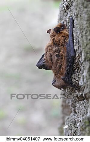 Stock Photo - "Pipistrelle (Pipistrellus pipistrellus) climbing on an oak tree, Middle Elbe Biosphere Reserve, Dessau-Rosslau, Saxony-Anhalt, Germany, Europe". Fotosearch