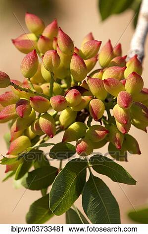 "Pistachio fruits (Pistacia vera), Aegina, Saronic Islands, Greece, Europe" View Large Photo Image Stock Image - "Pistachio fruits (Pistacia vera), Aegina, Saronic Islands, Greece, Europe". Fotosearch