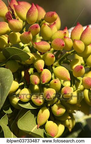 "Pistachio fruits (Pistacia vera), Aegina, Saronic Islands, Greece, Europe" View Large Photo Image Stock Photo - "Pistachio fruits (Pistacia vera), Aegina, Saronic Islands, Greece, Europe". Fotosearch