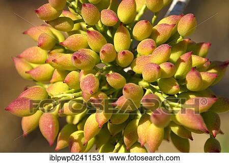 "Pistachio nuts (Pistacia vera) growing on bushes, Aegina, Saronic Islands, Greece, Europe" View Large Photo Image Stock Image - "Pistachio nuts (Pistacia vera) growing on bushes, Aegina, Saronic Islands, Greece, Europe". Fotosearch