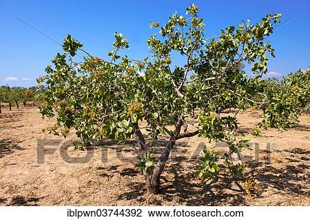 Stock Image - "Pistachio trees (Pistacia vera), Aegina, Saronic Islands, Greece, Europe". Fotosearch