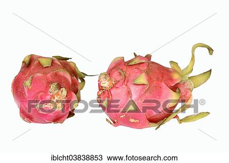 "Pitahaya or Dragonfruit (Hylocereus undatus), fruits" View Large Photo Image Stock Image - "Pitahaya or Dragonfruit (Hylocereus undatus), fruits". Fotosearch