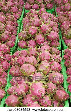"Pitahaya or Dragonfruit (Hylocereus undatus), Mekong, My Tho, Sudostasien, Vietnam, Asia" View Large Photo Image Stock Photo - "Pitahaya or Dragonfruit (Hylocereus undatus), Mekong, My Tho, Sudostasien, Vietnam, Asia". Fotosearch