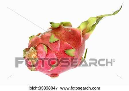 "Pitahaya or Dragonfruit (Hylocereus undatus), fruit" View Large Photo Image Stock Photo - "Pitahaya or Dragonfruit (Hylocereus undatus), fruit". Fotosearch