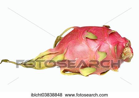 "Pitahaya or Dragonfruit (Hylocereus undatus), fruit" View Large Photo Image Stock Photo - "Pitahaya or Dragonfruit (Hylocereus undatus), fruit". Fotosearch