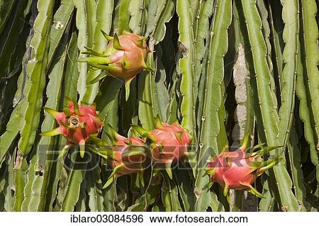 "Pitahaya or Dragonfruit, White-fleshed Pitahaya (Hylocereus undatus), Mekong, My Tho, Sudostasien, Vietnam, Asia" View Large Photo Image Stock Photograph - "Pitahaya or Dragonfruit, White-fleshed Pitahaya (Hylocereus undatus), Mekong, My Tho, Sudostasien, Vietnam, Asia". Fotosearch