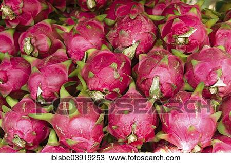 Pitahayas (Hylocereus undatus) View Large Photo Image Stock Image - Pitahayas (Hylocereus undatus). Fotosearch