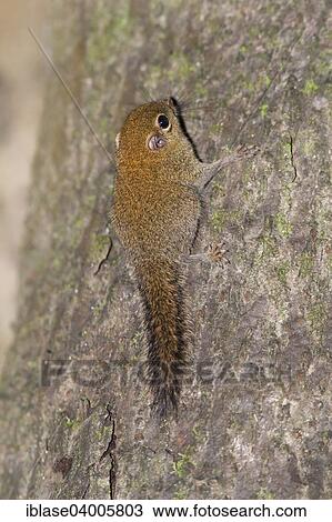 Stock Image - "Plain Pygmy Squirrel (Exilisciurus exilis), Kinabatangan, Sabah, Malaysia, Borneo, Asia". Fotosearch