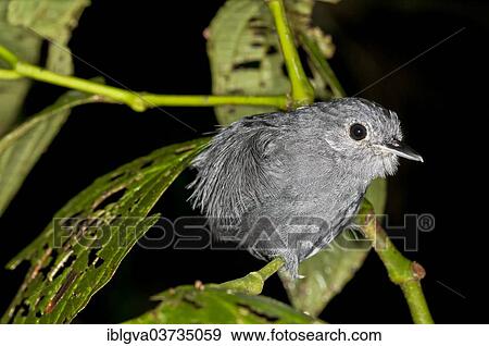 "Plain-winged Antshrike (Thamnophilus schistaceus), male, Tambopata Nature Reserve, Madre de Dios Region, Peru, South America" View Large Photo Image Stock Photo - "Plain-winged Antshrike (Thamnophilus schistaceus), male, Tambopata Nature Reserve, Madre de Dios Region, Peru, South America". Fotosearch