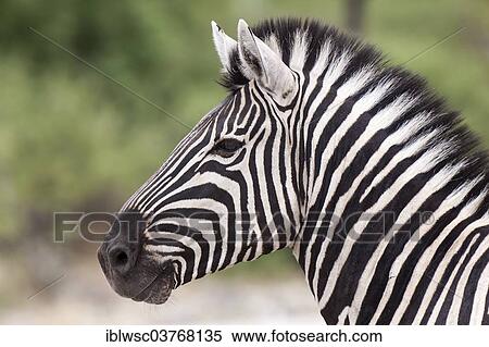 Stock Photography - "Plains Zebra (Equus quagga), Etosha National Park, Halali, Namibia, Africa". Fotosearch