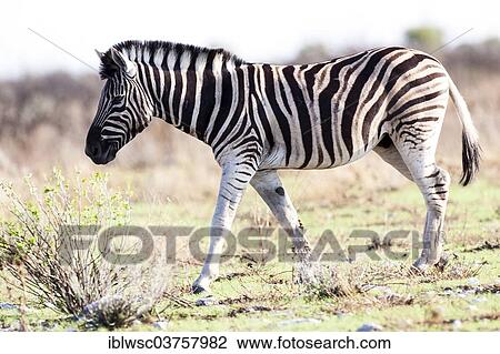 Stock Image - "Plains Zebra or Burchell's Zebra (Equus quagga), Etosha National Park, Okaukuejo, Kunene Region, Namibia, Africa". Fotosearch