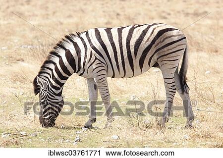 "Plains Zebra or Burchell's Zebra (Equus quagga), Etosha National Park, Namibia, Africa" View Large Photo Image Stock Image - "Plains Zebra or Burchell's Zebra (Equus quagga), Etosha National Park, Namibia, Africa". Fotosearch