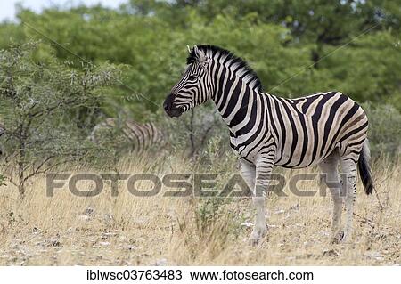 "Plains Zebra or Burchell's Zebra (Equus quagga), Etosha National Park, Namibia, Africa" View Large Photo Image Stock Image - "Plains Zebra or Burchell's Zebra (Equus quagga), Etosha National Park, Namibia, Africa". Fotosearch