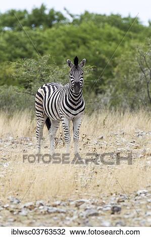 "Plains Zebra or Burchell's Zebra (Equus quagga), Etosha National Park, Namibia, Africa" View Large Photo Image Stock Image - "Plains Zebra or Burchell's Zebra (Equus quagga), Etosha National Park, Namibia, Africa". Fotosearch