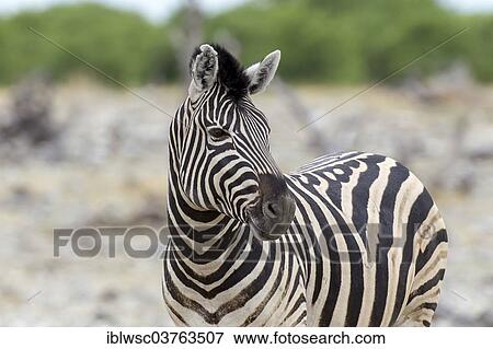 "Plains Zebra or Burchell's Zebra (Equus quagga), Etosha National Park, Namibia, Africa" View Large Photo Image Stock Photo - "Plains Zebra or Burchell's Zebra (Equus quagga), Etosha National Park, Namibia, Africa". Fotosearch