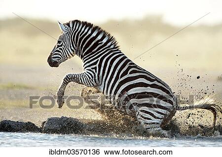 Stock Photograph - "Plains Zebra or Burchell's Zebra (Equus quagga, formerly Equus burchelli) at a waterhole, Nxai Pan National Park, Botswana, Africa". Fotosearch